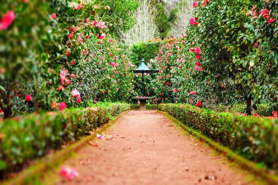 Stone birdbath surrounded by blooming flowers and lush greenery in a serene garden setting